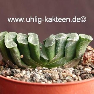 Haworthia truncata v. truncata