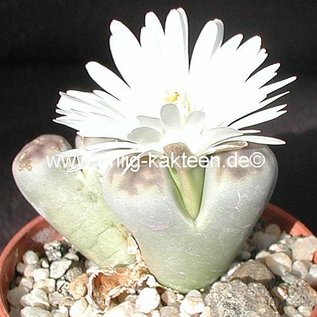 Lithops karasmontana ssp. karasmontana v. lericheana