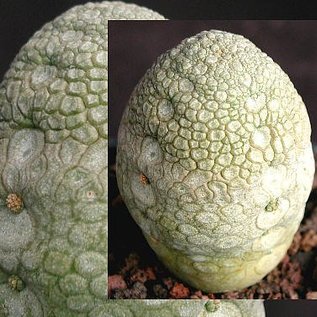 Pseudolithos migiurtinus