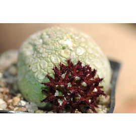 Pseudolithos migiurtinus