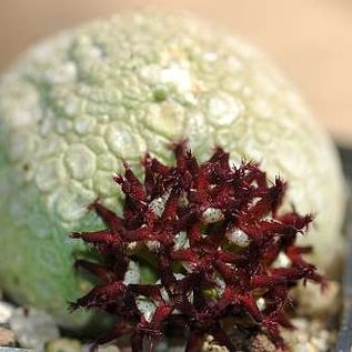 Pseudolithos migiurtinus