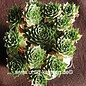 Sempervivum calcareum v. minutum      (dw)