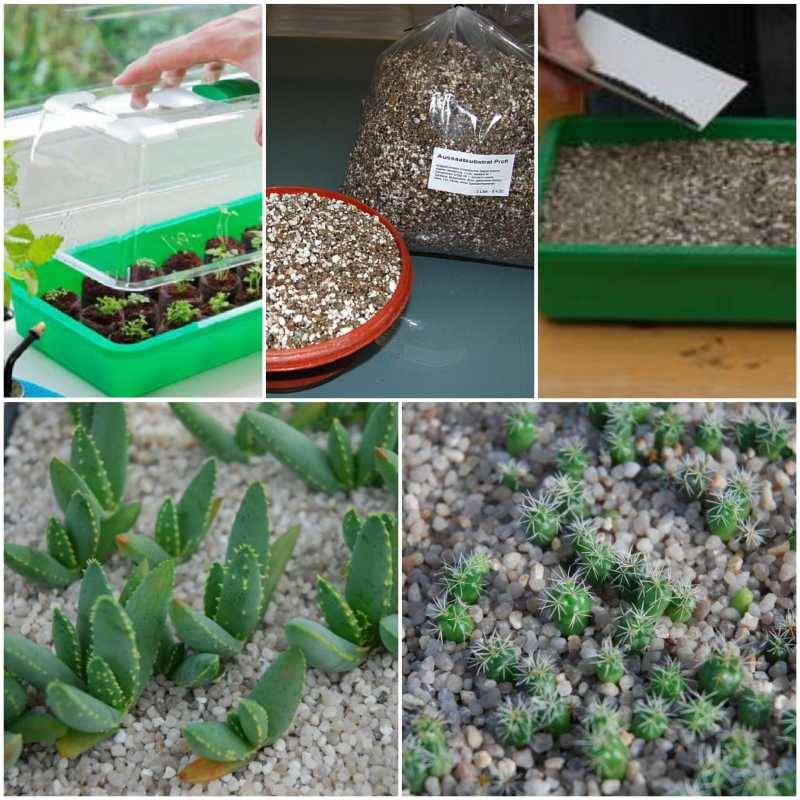 Semi per giardinaggio, 30/60 semi di cactus rari piante grasse ornamentali  per casa e ufficio, decorazione bonsai – 60 semi di cactus : :  Giardino e giardinaggio