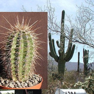 Carnegiea gigantea Saguaro