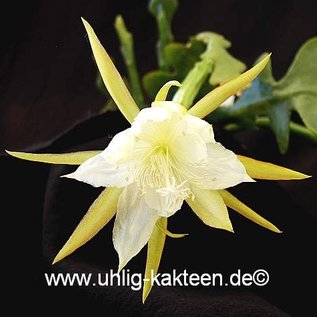 Epiphyllum darrahii