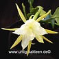 Epiphyllum darrahii