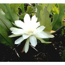 Epiphyllum-Hybr. Reward