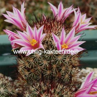 Mammillaria blossfeldiana   Baja California, Guadalupe und Cedros Islands, Mx