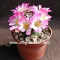 Mammillaria luethyi    gepfr.