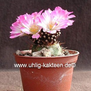 Mammillaria luethyi    gepfr.