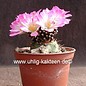 Mammillaria luethyi    gepfr.