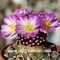 Mammillaria luethyi    gepfr.