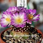 Mammillaria luethyi    gepfr.