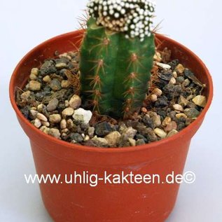 Mammillaria luethyi    gepfr.