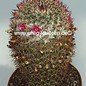 Mammillaria ruestii   Guatemala