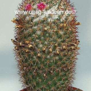 Mammillaria ruestii   Guatemala