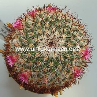 Mammillaria ruestii   Guatemala