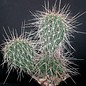 Opuntia hystricina cv. Hagen      (dw)