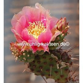 Opuntia rhodantha v. pisciformis      (dw)