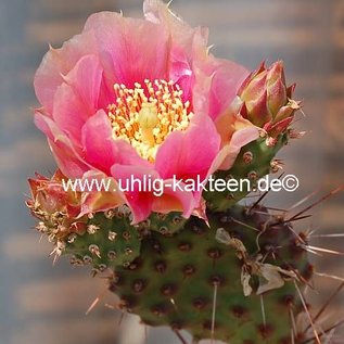 Opuntia rhodantha v. pisciformis      (dw)