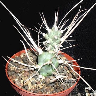 Tephrocactus articulatus v. syringacanthus