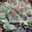 Euphorbia aggregata