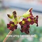 Kalanchoe tomentosa