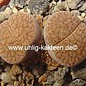 Lithops spec.