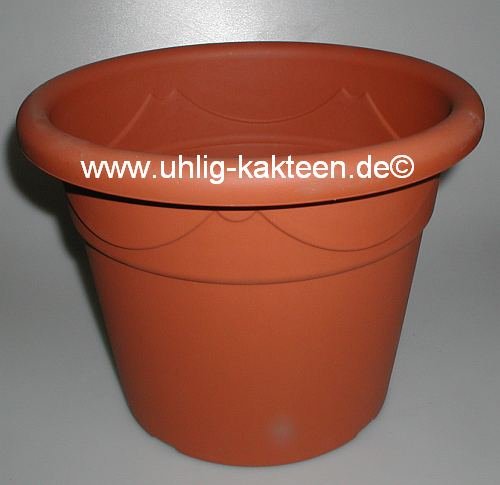 Large Pot Corinto 20cm Uhlig Kakteen More Than 5 000 Different Species