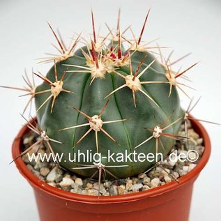 Ferocactus pottsii