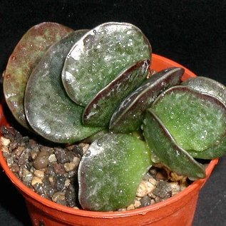 Adromischus maculatus