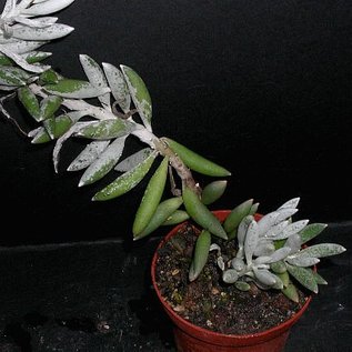 Senecio haworthii