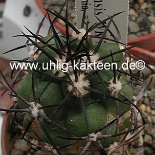 Copiapoa vallenarensis  WK 779