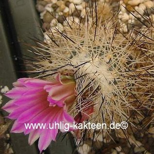 Gymnocactus beguinii v. senilis     CITES, not outside EU