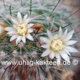 Mammillaria pringlei   Tultenango Can.,S.L.P.