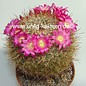 Mammillaria varieaculeata   Coxcatlan