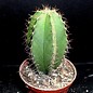 Myrtillocactus schenkii