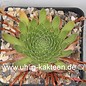 Sempervivum caucasicum       (dw)