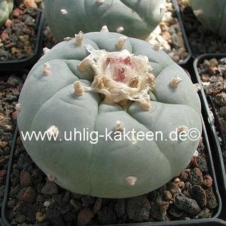 Lophophora fricii XL