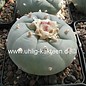 Lophophora fricii XL