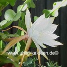 Epiphyllum anguliger