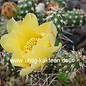 Opuntia fragilis v. brachyarthra LZ 341 Faith, South Dakota, 700 m    (dw)