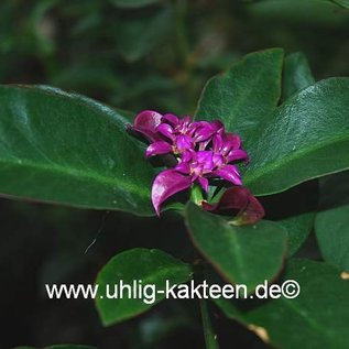 Pereskia grandifolia v. violacea