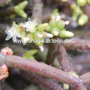 Rhipsalis baccifera ssp. horrida  Fort Douphin, Madagaskar