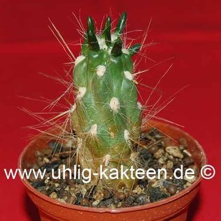 Tephrocactus lagopus v. aureus