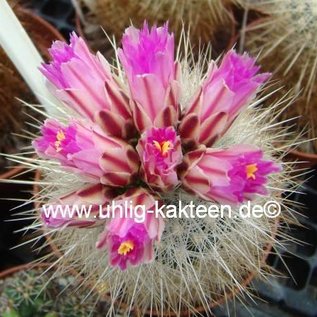 Thelocactus macdowellii   (Echinomastus macdowellii)