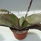 Gasteria glauca