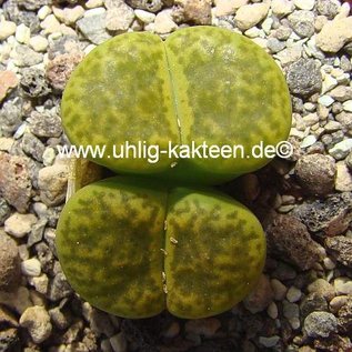 Lithops bromfieldii v. insularis cv. Sulphurea