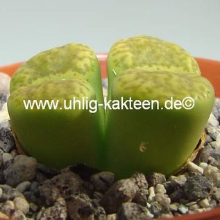 Lithops bromfieldii v. insularis cv. Sulphurea