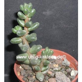 Sedum furfuraceum   Mexiko